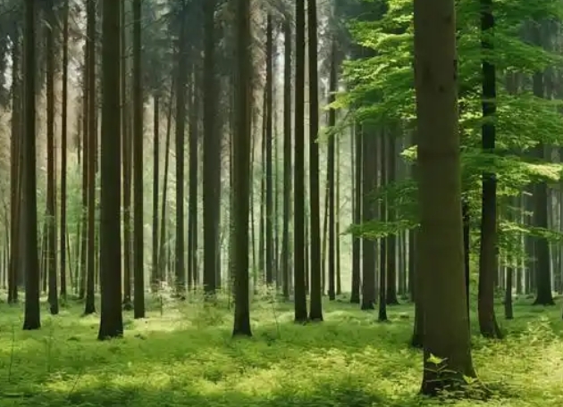 森林經(jīng)營(yíng)方案摘要（2023-2032年）